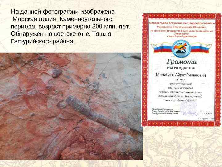 На данной фотографии изображена Морская лилия, Каменноугольного периода, возраст примерно 300 млн. лет. Обнаружен