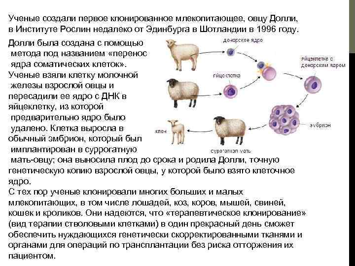 Клонирование овечка долли презентация