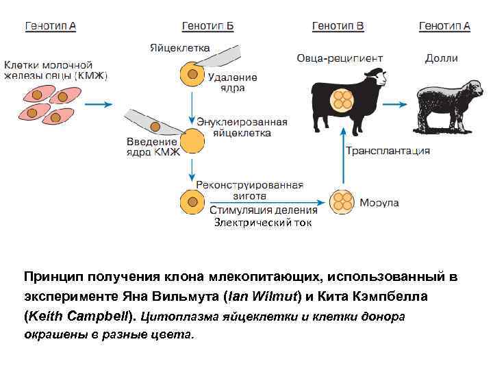 Злектрический ток Принцип получения клона млекопитающих, использованный в эксперименте Яна Вильмута (Ian Wilmut) и