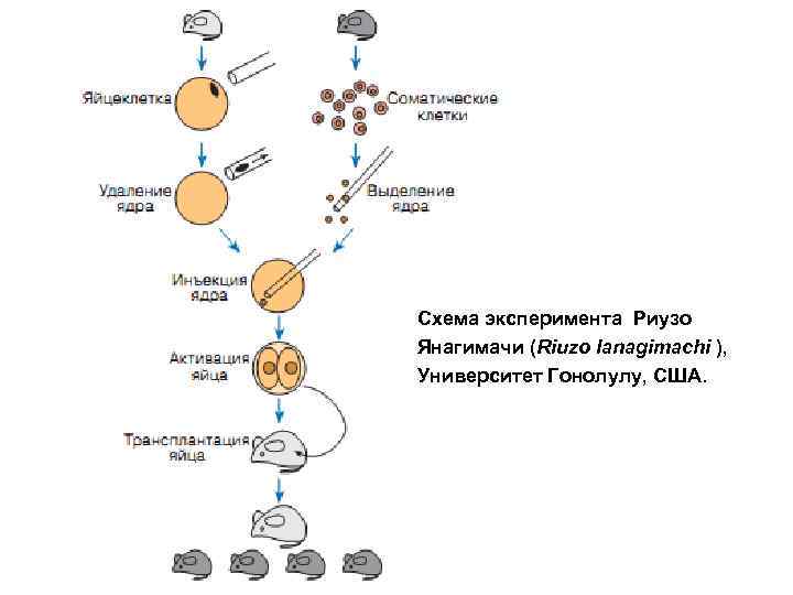 Схема эксперимента Риузо Янагимачи (Riuzo Ianagimachi ), Университет Гонолулу, США. 