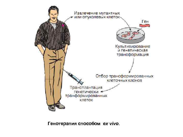 Генотерапия способом ex vivo. 