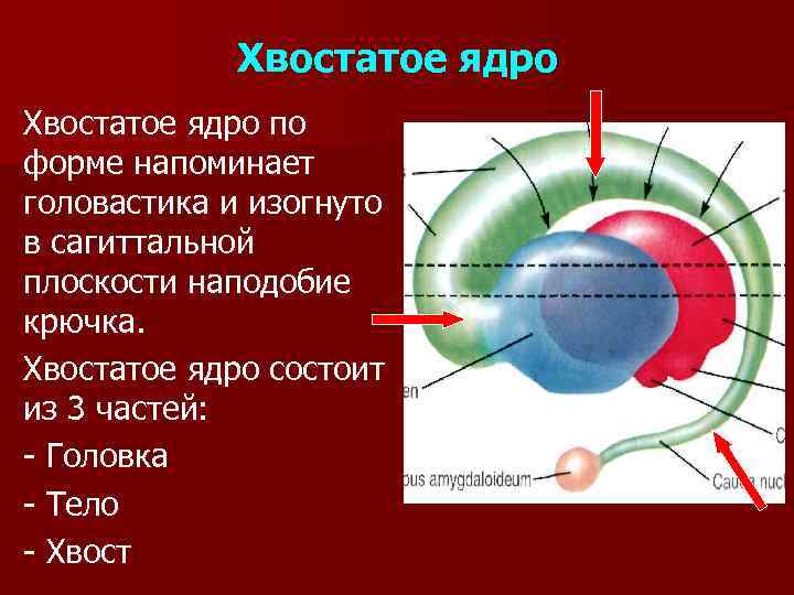 Из чего состоит ядро