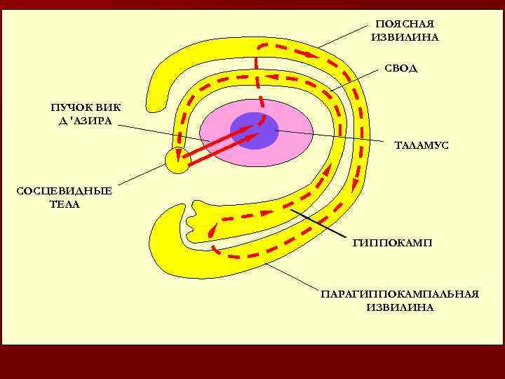 ПОЯСНАЯ ИЗВИЛИНА СВОД ПУЧОК ВИК Д 'АЗИРА ТАЛАМУС СОСЦЕВИДНЫЕ ТЕЛА ГИППОКАМП ПАРАГИППОКАМПАЛЬНАЯ ИЗВИЛИНА 