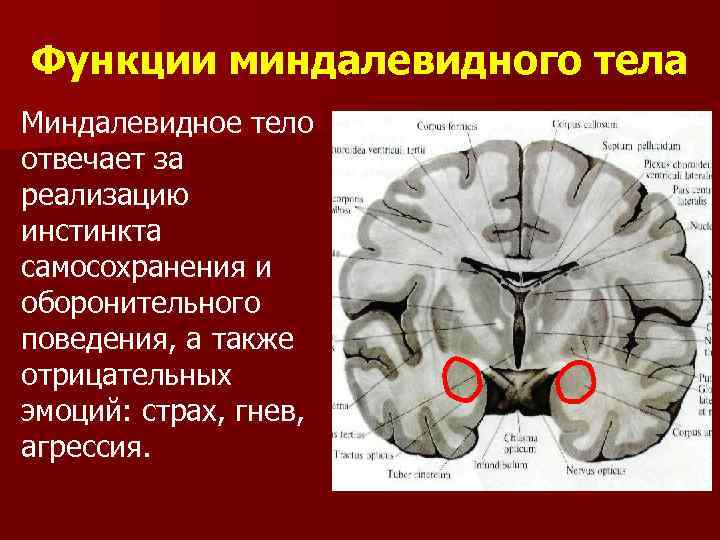 Функции миндалевидного тела Миндалевидное тело отвечает за реализацию инстинкта самосохранения и оборонительного поведения, а