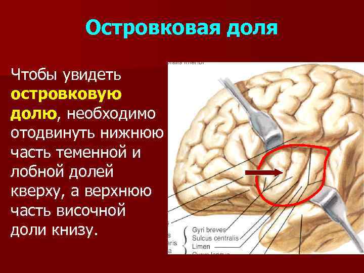 Островковая доля Чтобы увидеть островковую долю, необходимо отодвинуть нижнюю часть теменной и лобной долей