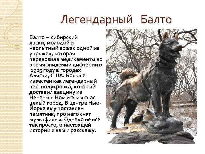Легендарный Балто – сибирский хаски, молодой и неопытный вожак одной из упряжек, которая перевозила