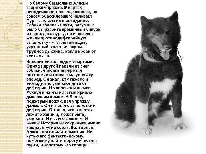 По белому безмолвию Аляски тащится упряжка. В нартах неподвижное тело еще живого, но совсем