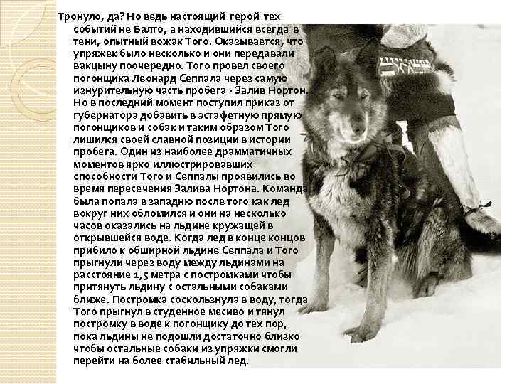 Тронуло, да? Но ведь настоящий герой тех событий не Балто, а находившийся всегда в