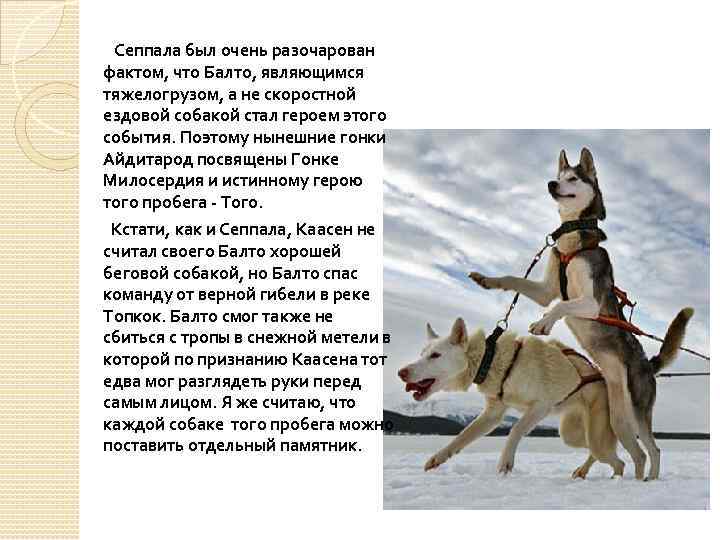  Сеппала был очень разочарован фактом, что Балто, являющимся тяжелогрузом, а не скоростной ездовой