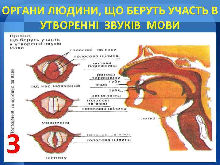 ОРГАНИ ЛЮДИНИ, ЩО БЕРУТЬ УЧАСТЬ В УТВОРЕННІ ЗВУКІВ МОВИ З 