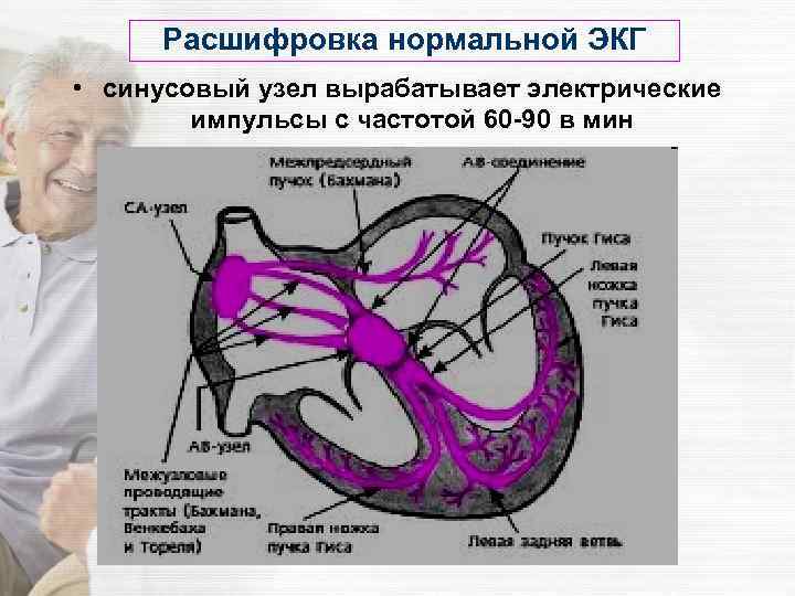 Расшифровка нормальной ЭКГ • синусовый узел вырабатывает электрические импульсы с частотой 60 -90 в