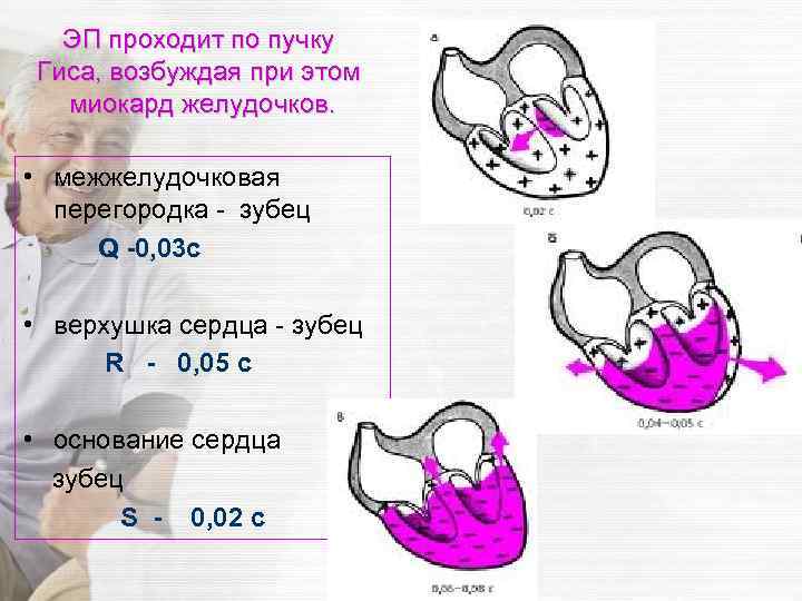 ЭП проходит по пучку Гиса, возбуждая при этом миокард желудочков. • межжелудочковая перегородка -