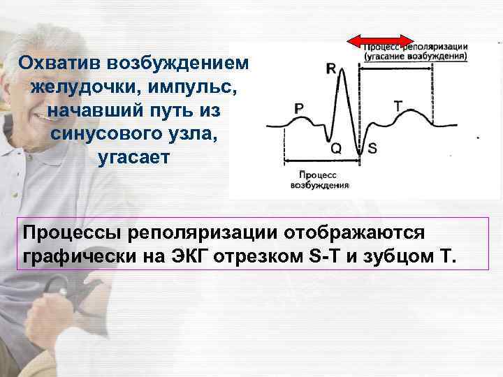 Охватив возбуждением желудочки, импульс, начавший путь из синусового узла, угасает Процессы реполяризации отображаются графически
