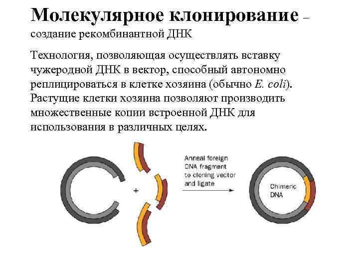 Молекулярное клонирование картинки