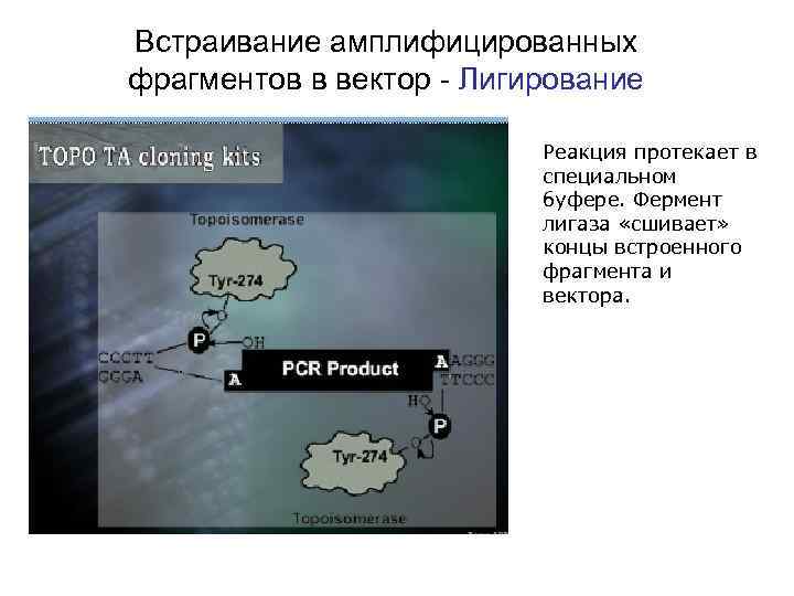 Встраивание амплифицированных фрагментов в вектор - Лигирование Реакция протекает в специальном буфере. Фермент лигаза