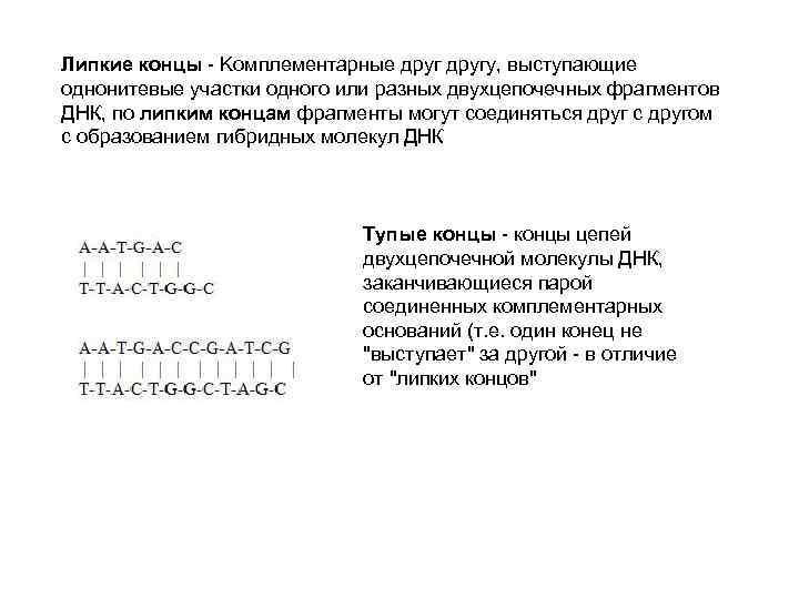 Липкие концы - Kомплементарные другу, выступающие однонитевые участки одного или разных двухцепочечных фрагментов ДНК,