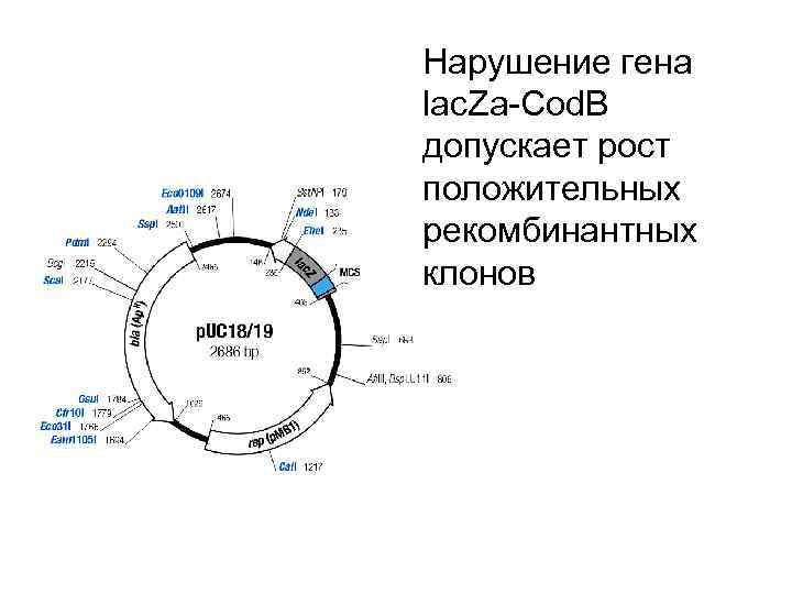 Нарушение гена lac. Za-Cod. B допускает рост положительных рекомбинантных клонов 