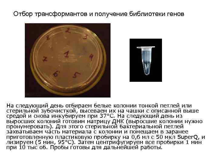  Отбор трансформантов и получение библиотеки генов На следующий день отбираем белые колонии тонкой