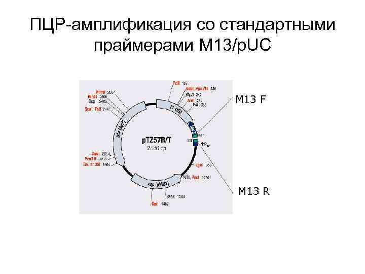 ПЦР-амплификация со стандартными праймерами M 13/p. UC M 13 F M 13 R 