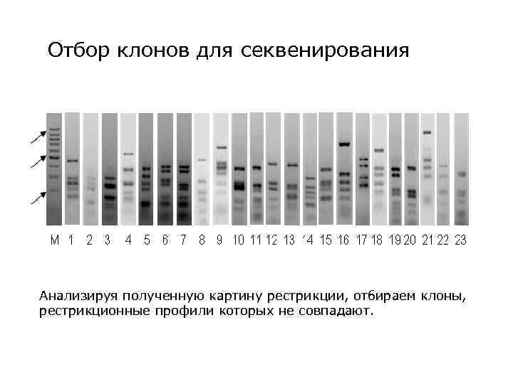 Отбор клонов для секвенирования Анализируя полученную картину рестрикции, отбираем клоны, рестрикционные профили которых не