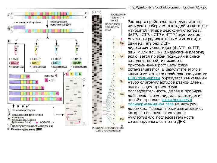 http: //yanko. lib. ru/books/biolog/nagl_biochem/257. jpg Раствор с праймером распределяют по четырем пробиркам, в каждой