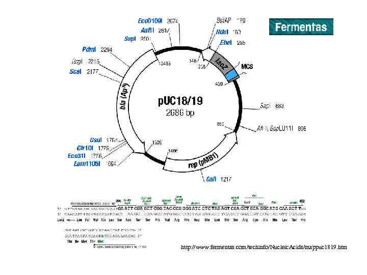 http: //www. fermentas. com/techinfo/Nucleic. Acids/mappuc 1819. htm 