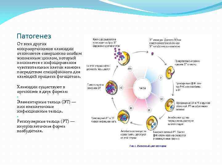 Патогенез От всех других микроорганизмов хламидии отличаются совершенно особым жизненным циклом, который начинается с
