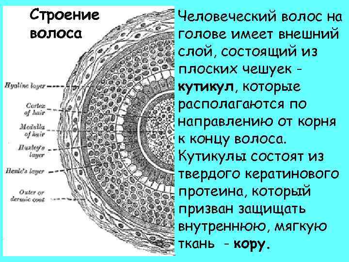 Строение волоса Человеческий волос на голове имеет внешний слой, состоящий из плоских чешуек кутикул,