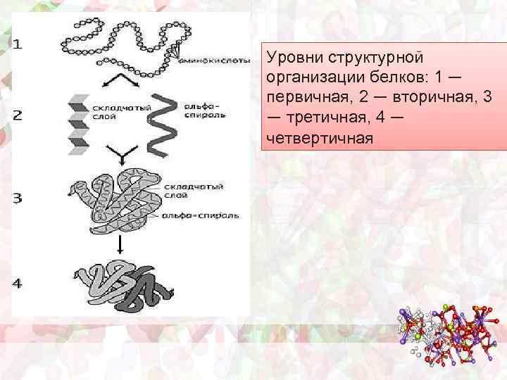 Уровни структурной организации белков: 1 — первичная, 2 — вторичная, 3 — третичная, 4