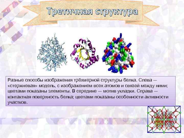 Третичная структура Разные способы изображения трёхмерной структуры белка. Слева — «стержневая» модель, с изображением