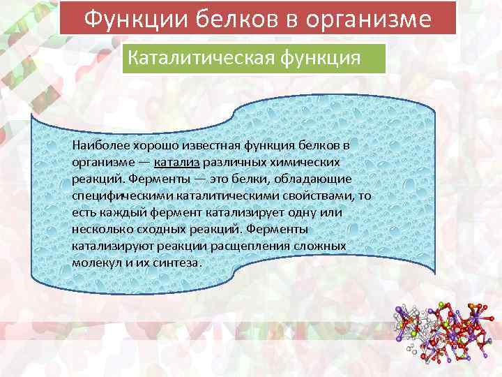 Функции белков в организме Каталитическая функция Наиболее хорошо известная функция белков в организме —