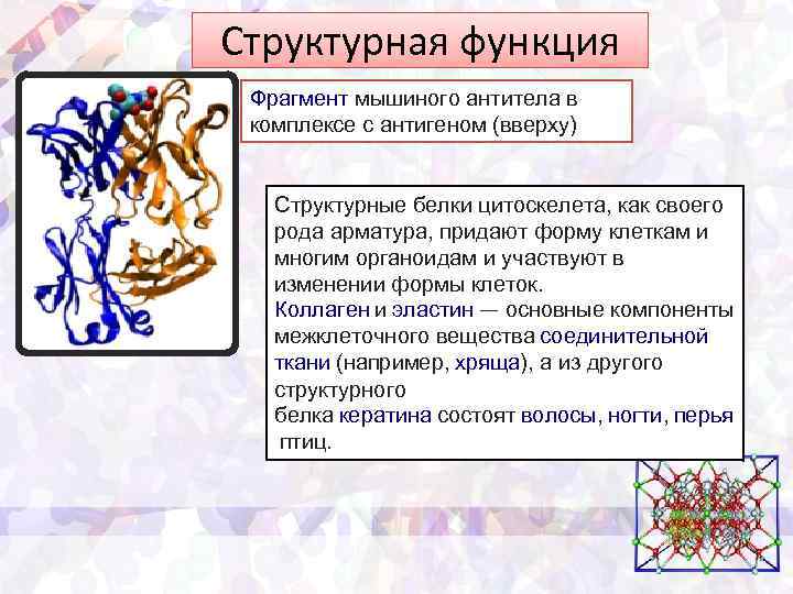 Структурная функция Фрагмент мышиного антитела в комплексе с антигеном (вверху) Структурные белки цитоскелета, как