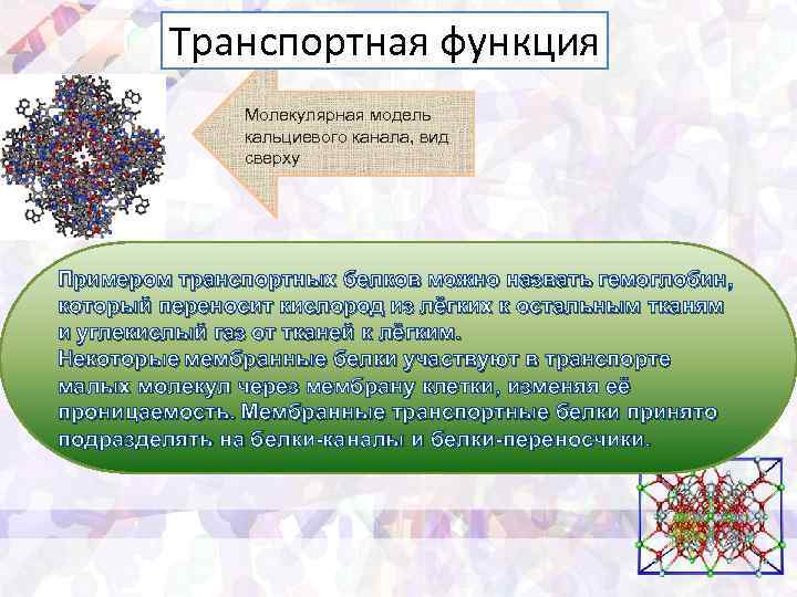 Особенности транспортной функции. Транспортная функция примеры. Транспортная функция воды. Транспортные белки примеры. Транспортная функция белка.