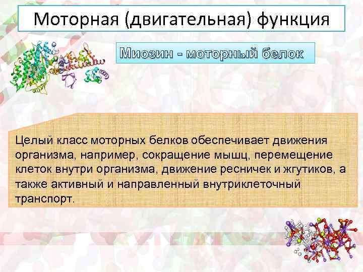 Белки выполняющие двигательную функцию