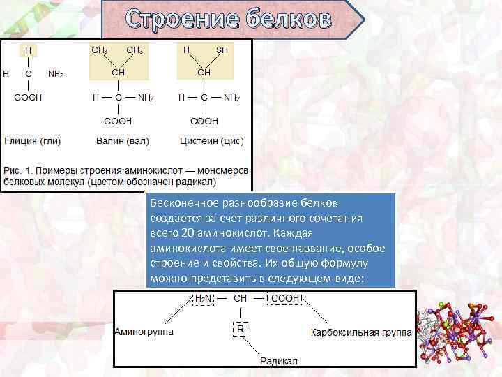 Строение белков Бесконечное разнообразие белков создается за счет различного сочетания всего 20 аминокислот. Каждая