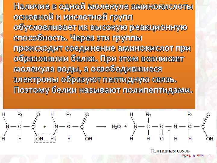 Способность белков. Аминокислоты в молекуле белка соединены. Соединение аминокислот в молекуле белка. Реакционная способность белков. Как соединяются аминокислоты.