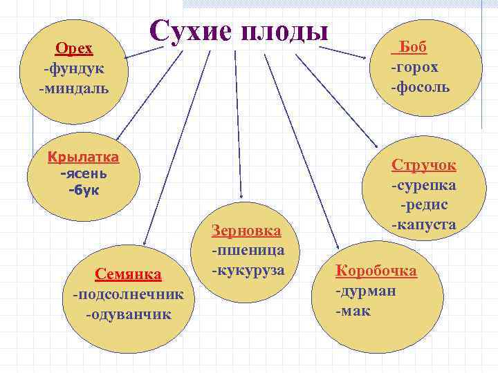 Орех -фундук -миндаль Сухие плоды Крылатка -ясень -бук Семянка -подсолнечник -одуванчик Зерновка -пшеница -кукуруза