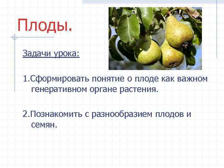 Плоды. Задачи урока: 1. Сформировать понятие о плоде как важном генеративном органе растения. 2.