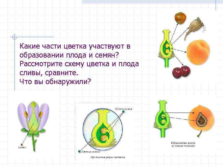 Какие части цветка участвуют в образовании плода и семян? Рассмотрите схему цветка и плода