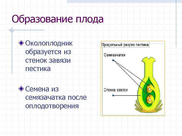 Образование плода Околоплодник образуется из стенок завязи пестика Семена из семязачатка после оплодотворения 