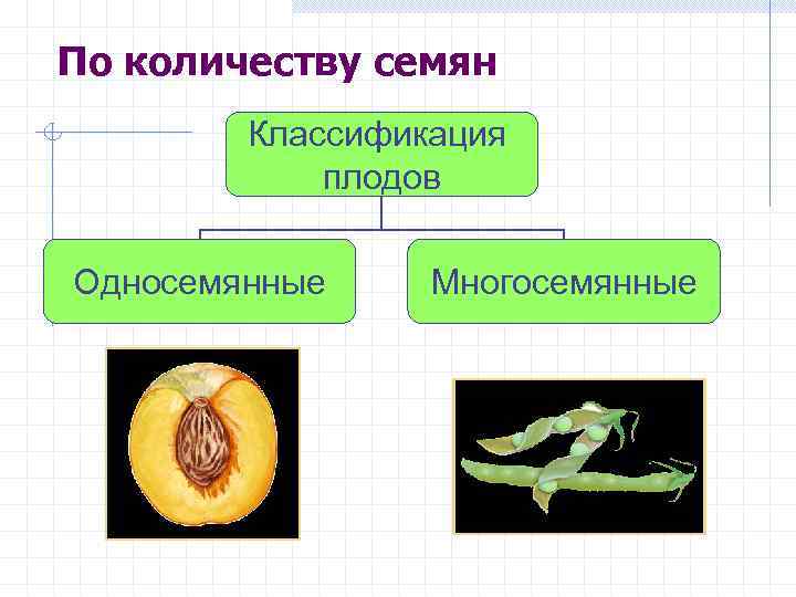 По количеству семян Классификация плодов Односемянные Многосемянные 