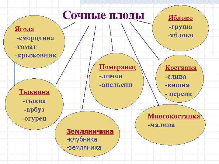 Сочные плоды Ягода -смородина -томат -крыжовник Тыквина -тыква -арбуз -огурец Померанец -лимон -апельсин Земляничина