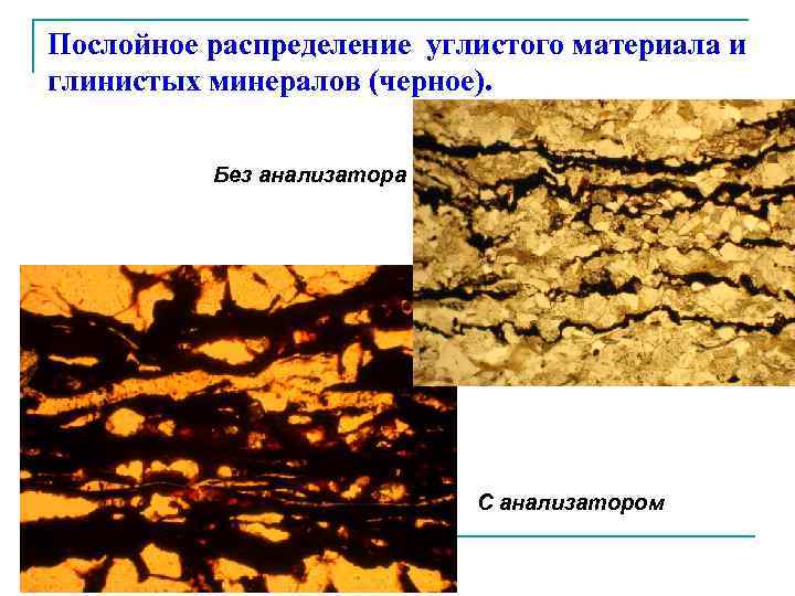 Послойное распределение углистого материала и глинистых минералов (черное). Без анализатора С анализатором 