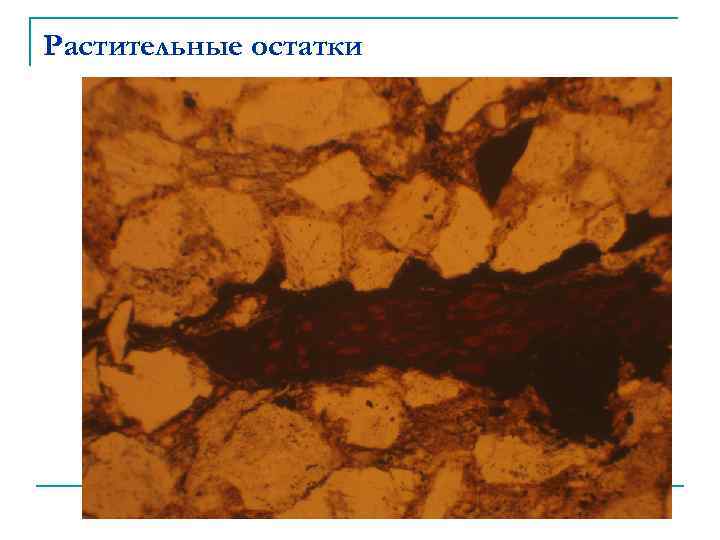 Растительные остатки 