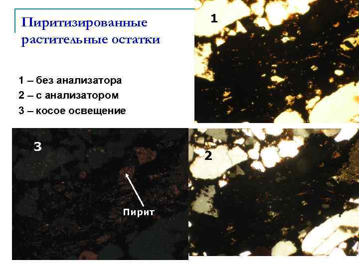 Пиритизированные растительные остатки 1 1 – без анализатора 2 – с анализатором 3 –