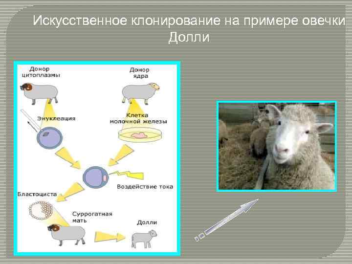 Искусственное клонирование на примере овечки Долли 