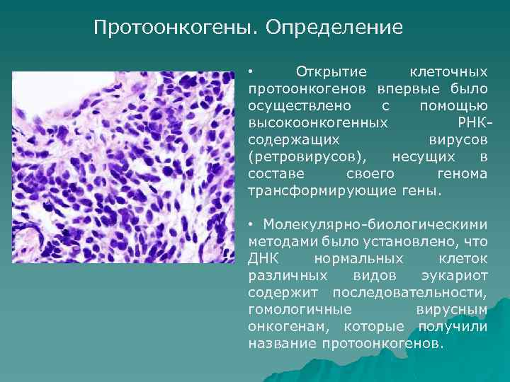 Протоонкогены. Определение • Открытие клеточных протоонкогенов впервые было осуществлено с помощью высокоонкогенных РНКсодержащих вирусов