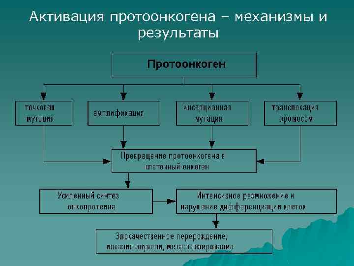 Активация протоонкогена – механизмы и результаты 