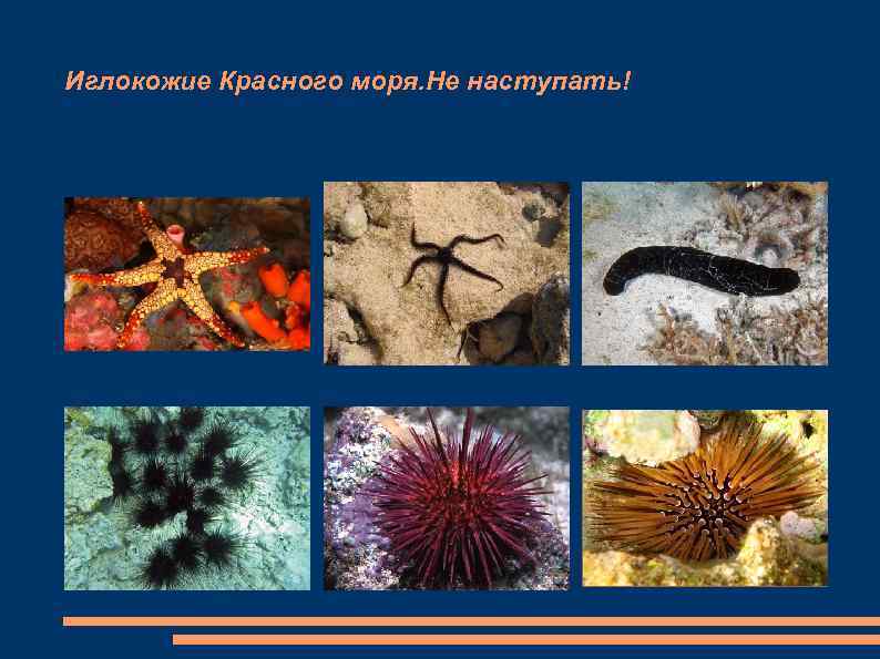 Иглокожие Красного моря. Не наступать! 
