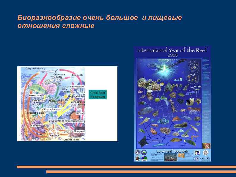 Биоразнообразие очень большое и пищевые отношения сложные 